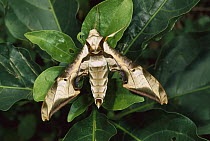 Hawk Moth (Sphingidae), French Guiana