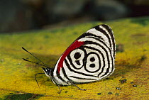 Nymphalid Butterfly (Callicore sp), Manu National Park, Peru