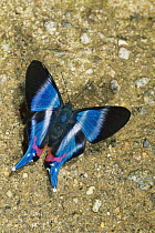 Dyson's Swordtail (Rhetus dysonii) butterfly, Manu National Park, Peru