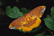 Saturniid Moth (Saturniidae), Braulio Carrillo National Park, Costa Rica