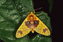 Tiger Moth (Arctiidae), Manu National Park, Peru