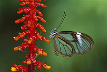 Glasswing Butterfly (Ithomania sp), Tingomaria, Peru