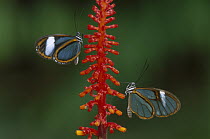 Glasswing Butterfly (Ithomania sp) pair, Tingomaria, Peru