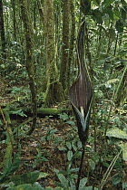 Arum (Cyrtosperma kokodense) plant, Crater Mountain, Papua New Guinea