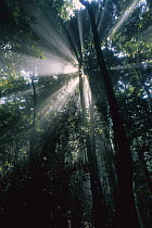 Sunbeams pierce the canopy in Lamington National Park, Queensland, northern Australia