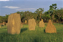 Magnetic Termite (Amitermes meridionalis) mounds in grassland, Litchfield National Park, Australia