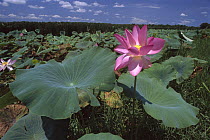 Sacred Lotus (Nelumbo nucifera) flower, Kakadu National Park, Australia