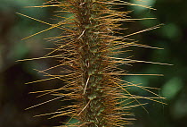 Hairy Mary (Calamus australis) stem covered by sharp spines used for defense, Daintree National Park, Queensland, Australia