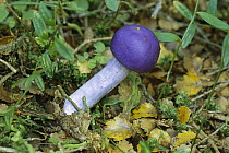Violet Pouch (Thaxterogaster porphyreum) mushroom, Mount Aspiring National Park, New Zealand