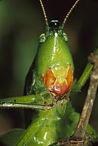 Katydid (Tettigoniidae) cleaning forelegs, Virolin National Park, Colombia