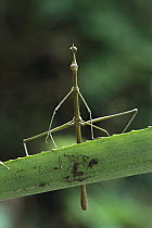 Jumping Stick (Apioscelis sp) which looks like a stick insect, but is actually a grasshoper that has evolved the same type of camouflage, Tambopata-Candamo Nature Reserve, Peru