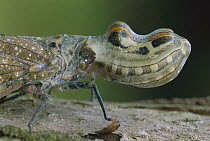 Lantern Bug (Fulgora laternaria) head, Amacayacu National Park, Colombia