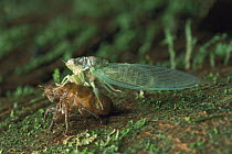 Cicada (Cicadidae) newly emerged from exuvia, Manu National Park, Peru