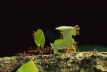 Leafcutter Ant (Atta sp) group carrying leaves back to nest, Manu National Park, Peru