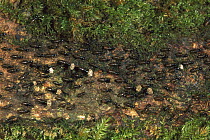 Termite (Hospitalitermes sp) group on pathway to colony, Bako National Park, Sarawak, Malaysia