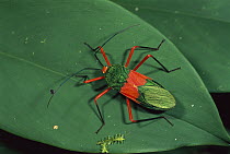 Capsid Bug (Miridae) on leaf, Amacayacu National Park, Colombia
