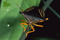 Stink Bug portrait, Tambopata, Peru
