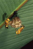 Wasp pair conctructing a nest under a Heliconia (Heliconia sp) leaf, Manu National Park, Peru