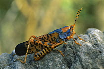 Leichhardt's Grasshopper (Petasida ephippigera) portrait, Kakadu National Park, Australia