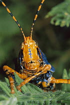 Leichhardt's Grasshopper (Petasida ephippigera) on host plant, Kakadu National Park, Australia