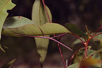 Stick Insect (Phasmatidae) mimicking leaf rib, Royal National Park, Australia