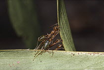 Green Tree Ant (Oecophylla smaragdina) group building nest with living leaves, Kakadu National Park, Australia