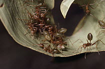 Green Tree Ant (Oecophylla smaragdina) group building nest with living leaves, Kakadu National Park, Australia