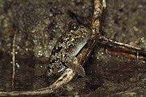 Mudskipper (Periophthalmus sp) emerged from water, Hinchinbrook Island National Park, Australia