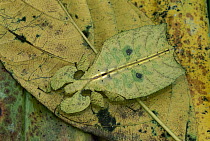 Walking Leaf (Phylliidae) insect mimicking leaf, Crater Mountain, Papua New Guinea