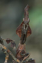 Ghost Mantis (Phyllocrania paradoxa) portrait, Uganda