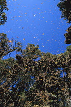 Monarch (Danaus plexippus) butterfly colony, Michoacan, Mexico
