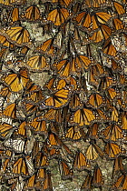 Monarch (Danaus plexippus) butterfly cluster, Michoacan, Mexico