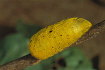 Flannel Moth (Megalopygidae) caterpillar, Rurrenabaque, Bolivia