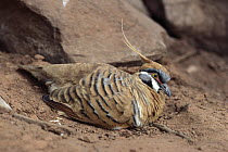 Spinifex Pigeon (Geophaps plumifera), Alice Springs, Australia