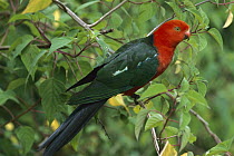 Australian King Parrot (Alisterus scapularis) on branch, Bunya Mountains National Park, Australia