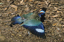 Dollarbird (Eurystomus orientalis) on the ground in defensive posture, Kakadu National Park, Australia