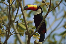 Toco Toucan (Ramphastos toco) in tree, Pantanal, Brazil
