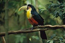 Red-breasted Toucan (Ramphastos dicolorus) on branch, Iguacu Falls National Park, Brazil