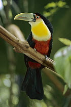 Red-breasted Toucan (Ramphastos dicolorus) on branch, Iguacu Falls National Park, Brazil