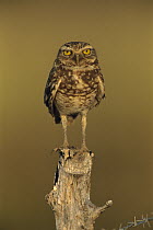 Burrowing Owl (Athene cunicularia) perched on stump, Los Llanos, Venezuela