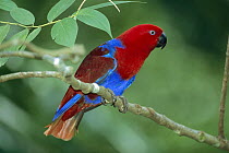 Eclectus Parrot (Eclectus roratus) female, Papua New Guinea
