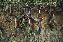 Red and Green Macaw (Ara chloroptera) flock feeding on minerals at clay lick, Madre de Dios River, Peru