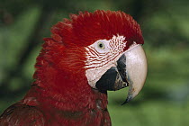 Red and Green Macaw (Ara chloroptera) portrait, Tambopata-Candamo Nature Reserve, Peru