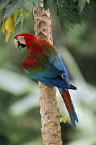 Red and Green Macaw (Ara chloroptera), Tambopata-Candamo Nature Reserve, Peru