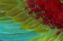 Red and Green Macaw (Ara chloroptera) wing feathers, Canaima National Park, Venezuela