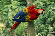 Scarlet Macaw (Ara macao) on tree trunk, Tambopata-Candamo Nature Reserve, Peru