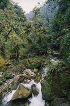 Creek flowing through cloud forest, Manu National Park, Peru