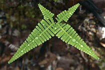 Fern with water drops in Bako National Park, Sarawak, Malaysia