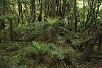 Tree Fern (Dicksonia sp) and Silver Beech (Nothofagus menziesii) growth in rainforest interior, Mount Aspiring National Park, New Zealand