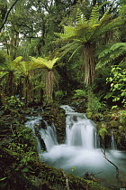 Tree Fern (Dicksonia sp) growth along river flowing through rainforest, Fjordland National Park, New Zealand